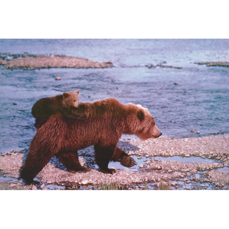 Ours brun portant un ourson, Alaska, H 12 po x l 18 po