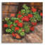 «Summer Geraniums Square» par Paul Brent-295318665