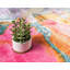 Tapis rose Brinkley-1336602857