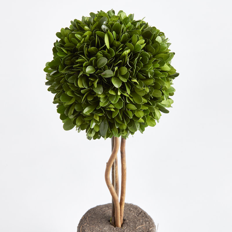 Thisbe Faux Boxwood Topiary in Planter, 16" H x 6.5" W x 6.5" D
