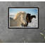 Icelandic Horse II Print