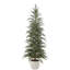 4' Cedar Tree