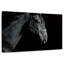 Tête de cheval Brampt-107687041