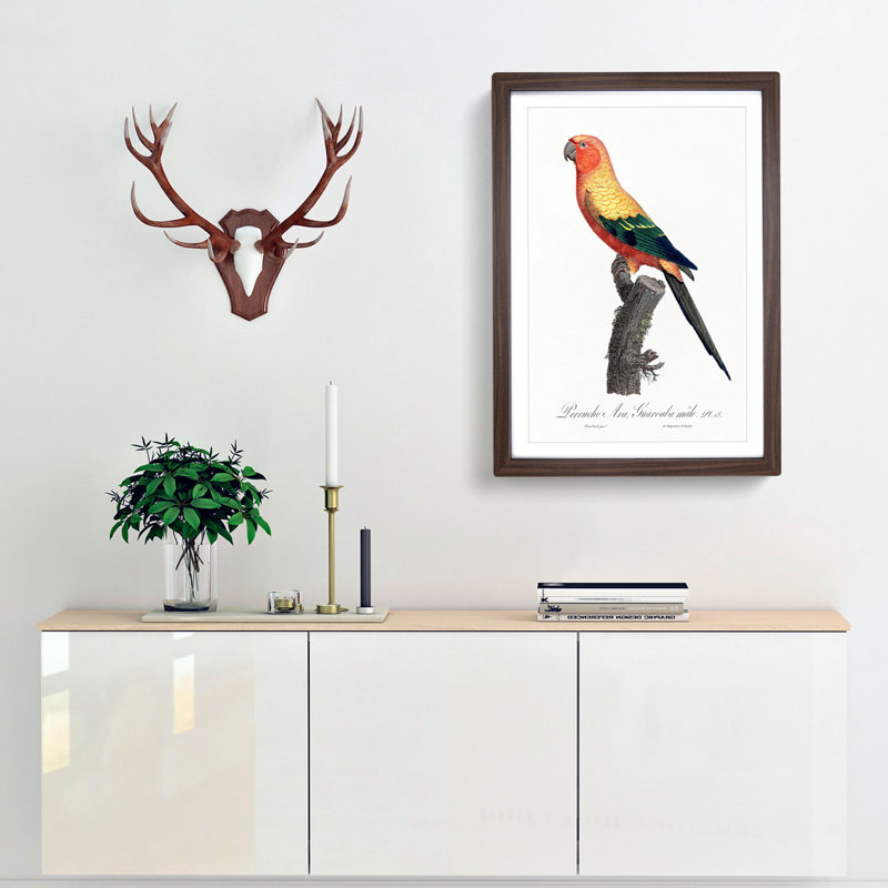 Sun Parakeet by F. Levaillant - Picture Frame Painting Print, 48cm H x 36cm W x 2cm D, Walnut Framed