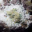 Cristal Carolinda