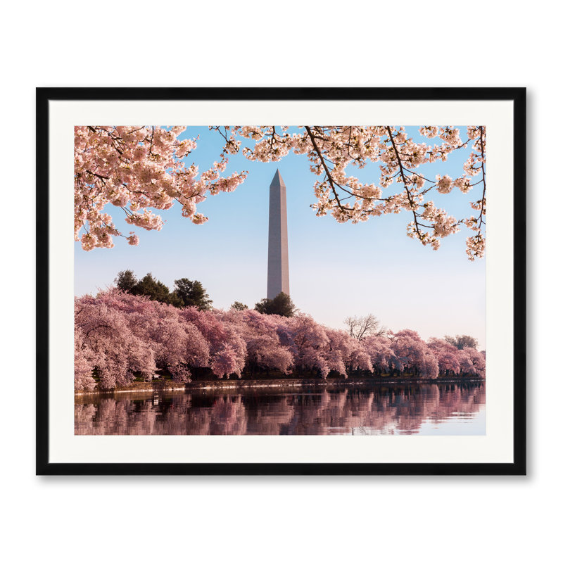 Washington Monument At Cherry Blossom Time Print by Steven Heap, Black Single Picture Framed Paper, 24" H x 30" W