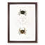 Crab Illustrations PL. 5 by J.E. De Kay - Picture Frame Painting Print-55621176-55621172