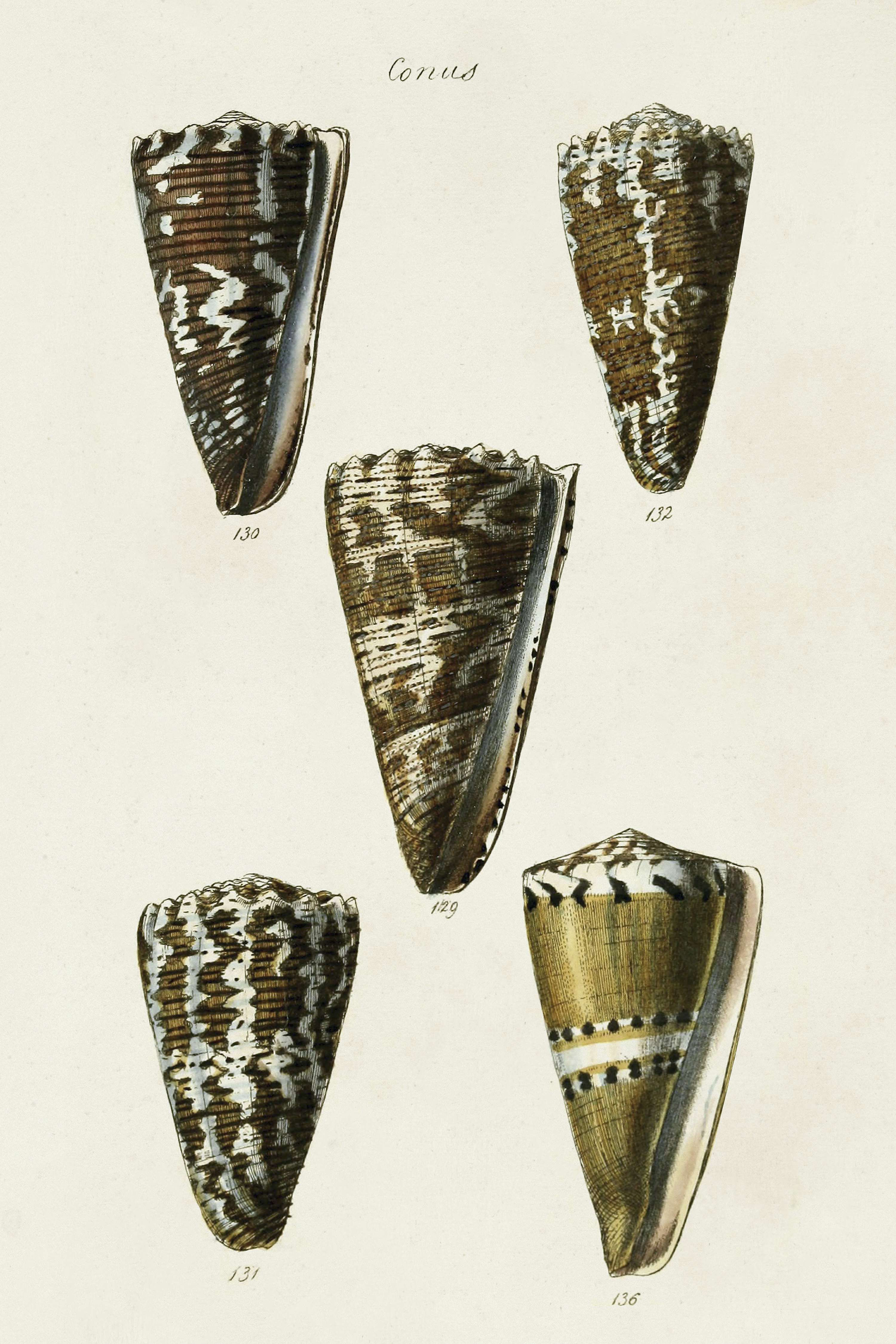 Highland Dunes Cone Shell Collection V - Wrapped Canvas Print | Wayfair