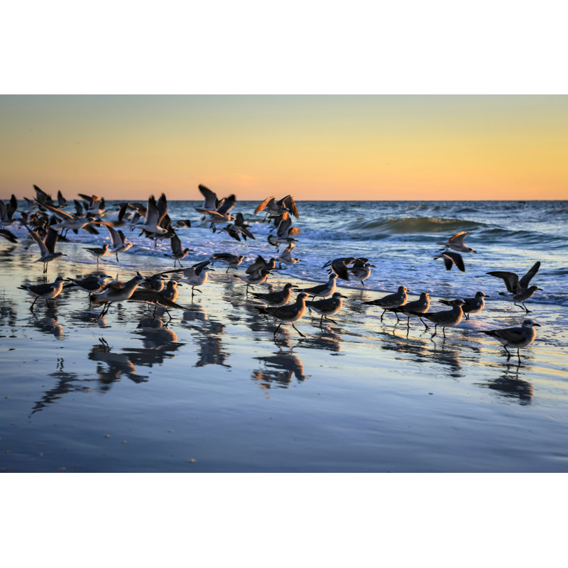 Flock Of Seagulls by Csfotoimages - Wrapped Canvas Print, 81cm H x 122cm W x 3.8cm D