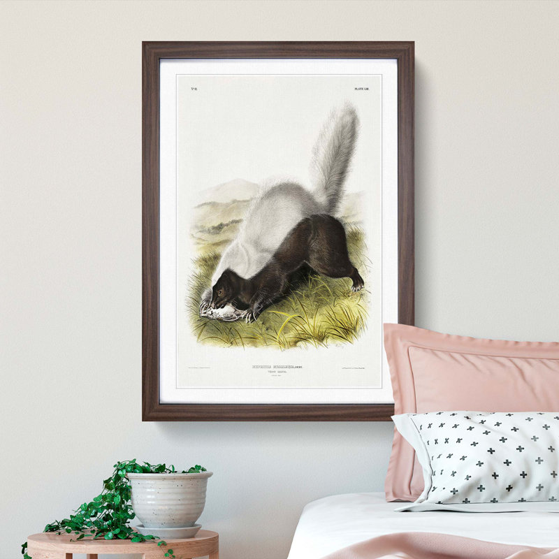 Texan Skunk by J.W. Audubon - Framed Print, 48cm H x 36cm W x 2cm D, Walnut Framed