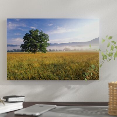 Lone Bur Oak Tree with a Foggy Background, Cades Cove, Great Smoky Mountains National Park, Tennessee, USA' Photographic Print on Canvas -  East Urban Home, BCC74F45A4E24DBEAC9E4563902B473F