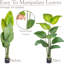 150cm Plant