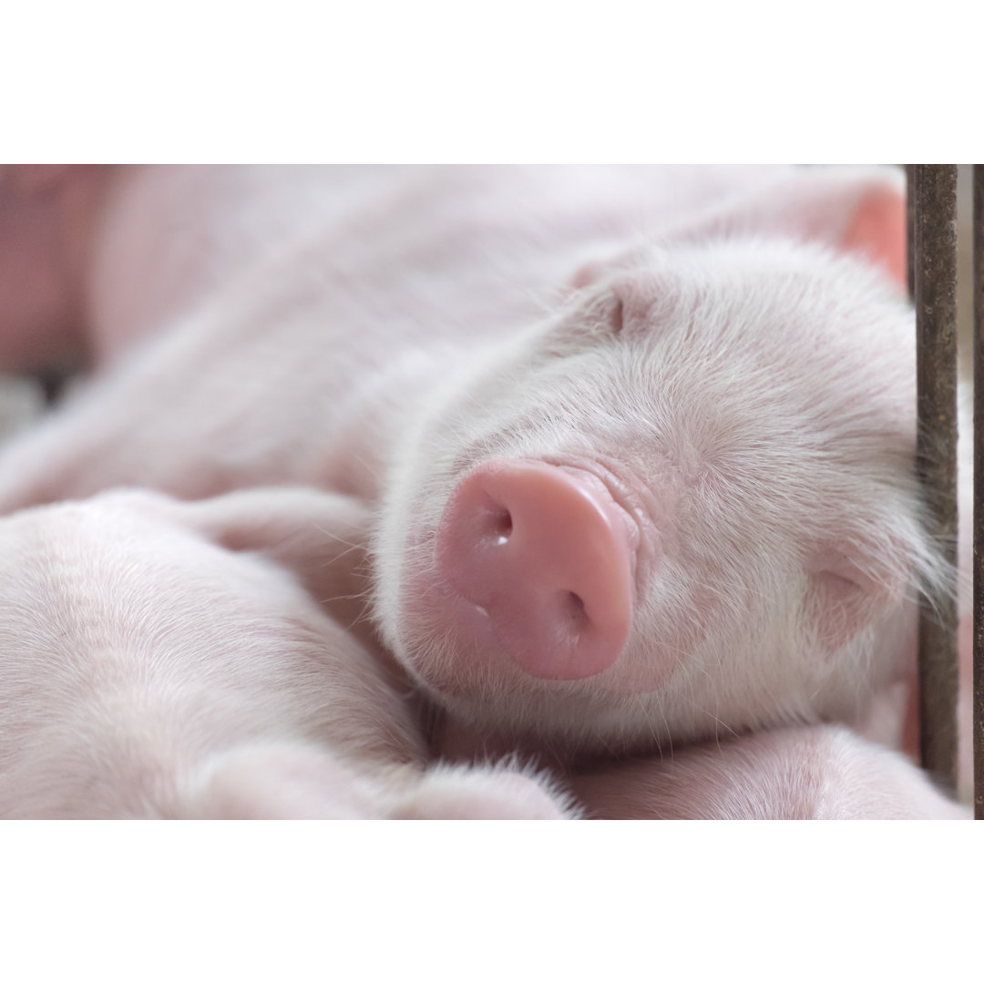 Leinwandbild Junges schlafendes Schwein, Ferkel nach dem Saugen im Stall schläft gut nach dem Fressen