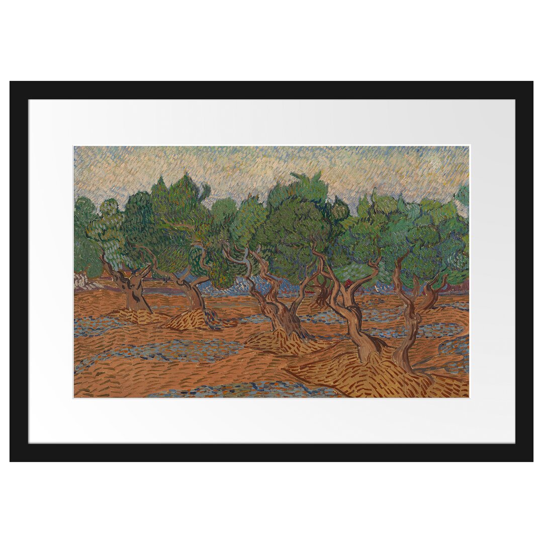 Gerahmtes Poster Olive Grove von Vincent Van Gogh