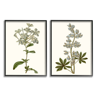 Étude illustrée rétro de fleurs botaniques bleues par Curtis - ensemble de 2 impressions d'art graphique