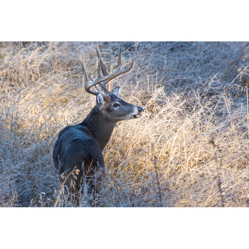 Buck by Jens_Lambert_Photography - Wrapped Canvas Print, 51cm H x 76cm W