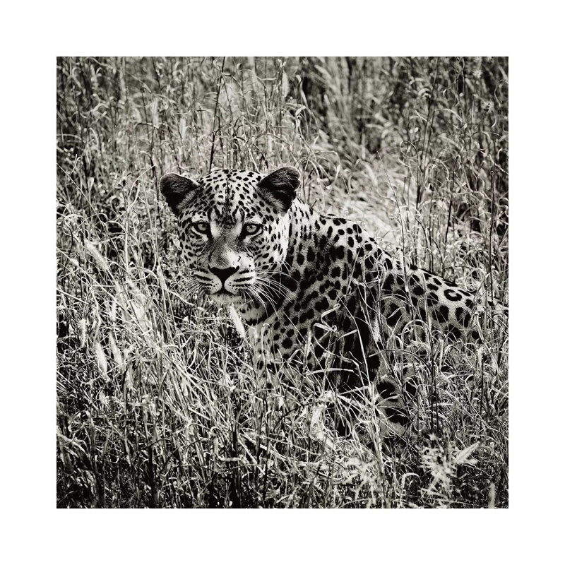 B&W Elusive Leopard by Klaus Tiedge - Wrapped Canvas Print, 30.48 cm H x 30.48 cm W