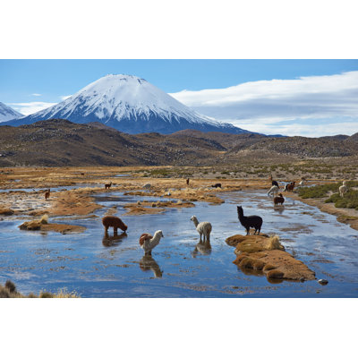" Alpaca Grazing Near Mountains " by Jeremyrichards