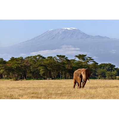 Lonely Elephant - Wrapped Canvas Print