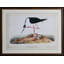 Stilt Print by Audubon