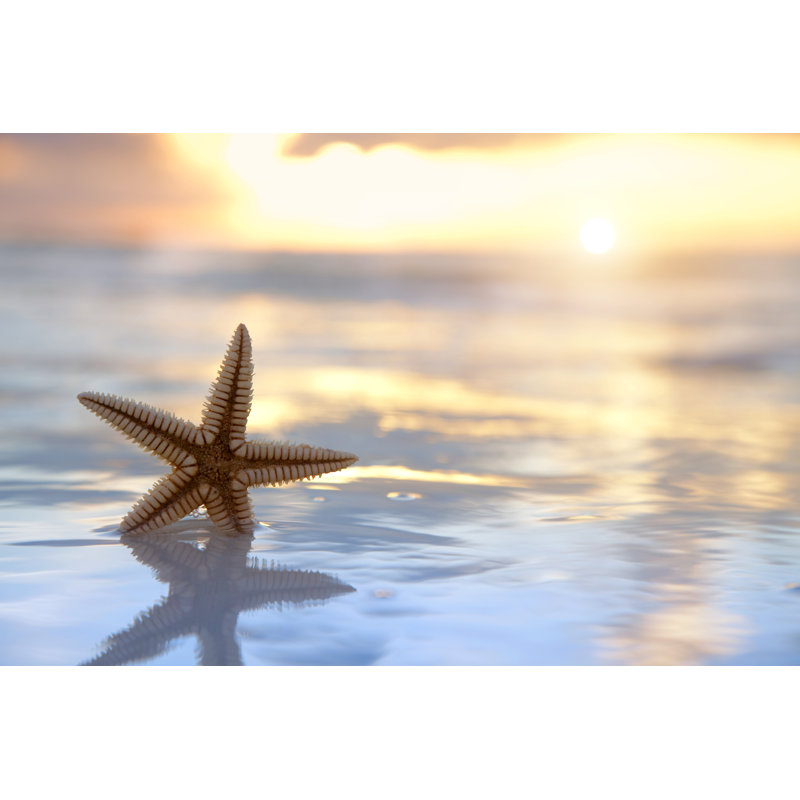 Étoile de mer - photographie sur toile tendue, L 18 po x H 12 po