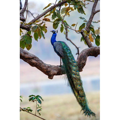 Peacock by Henk Bogaard - Wrapped Canvas Print