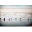 «Seagulls at The Ocean», reproduction sur toile tendue-50247746