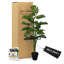 Plante artificielle Monstera artificielle de 4 po faite à la main Cypress & Alabaster
