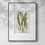 Greenhouse Fern I, reproduction encadrée - bois massif 51005-1538363963