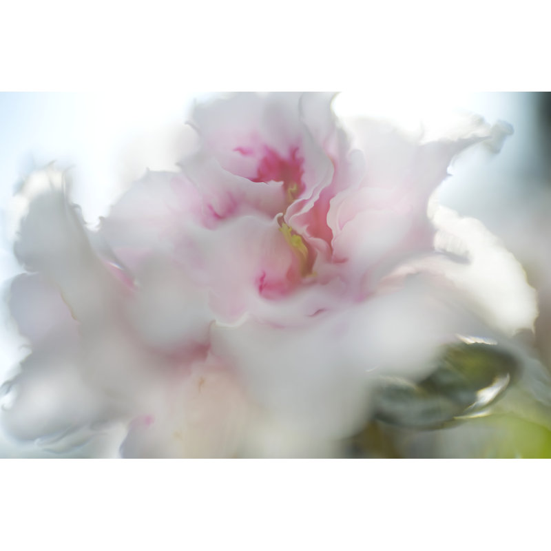 L'espoir en rose II, H 24 po x l 36 po x P 1,25 po