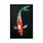 « koi », reproduction d’art sur toile-20919720-73076769-73076768