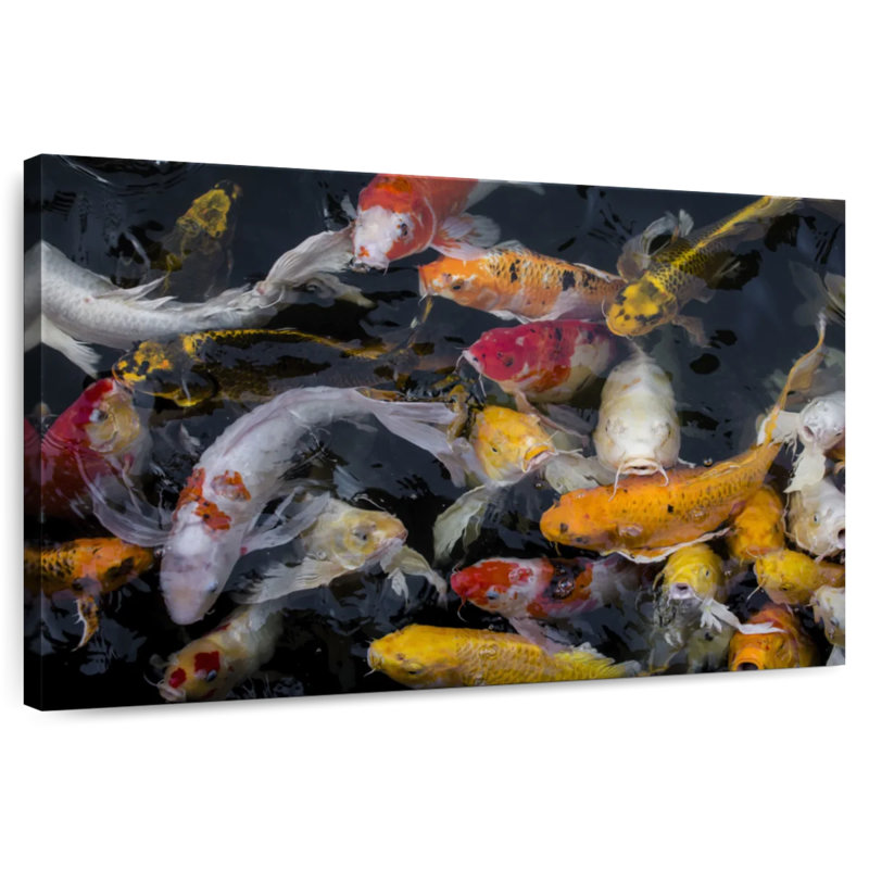 Abundant Koi Fish