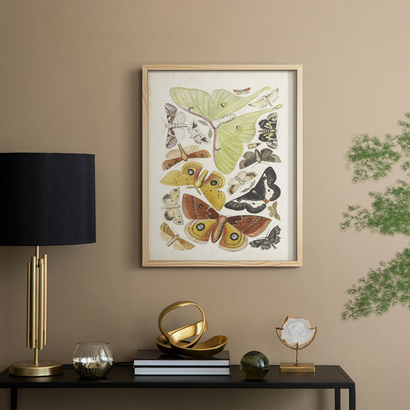 Antique Moths I, reproduction encadrée - bois massif