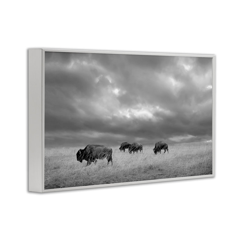 Bisons sous un ciel d'automne, estampe numérique, design par Steve Toole, H 20 po x l 30 po, Encadrement giclée blanc côtier