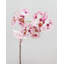Pink Spotted Phalaenopsis Orchid 22”-20276636-20276637