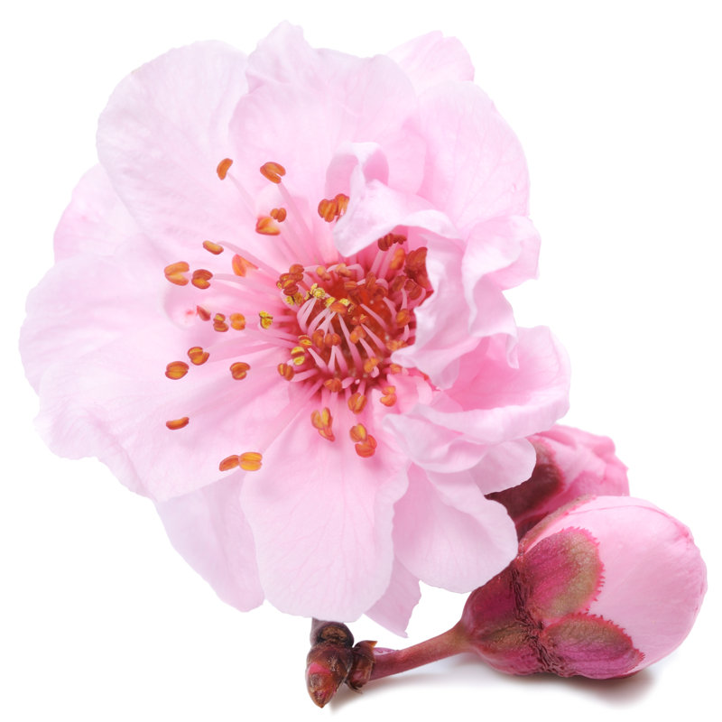 Single cherry blossom, 91cm H x 91cm W
