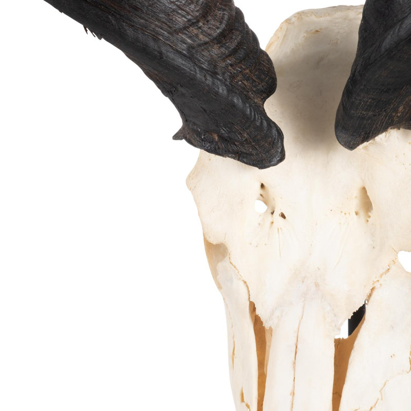 Mounted Kudu Skull, 36" H x 21" W x 10" D