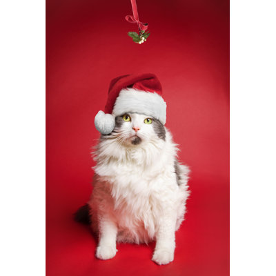 Chat à poils longs blanc par Sdominick