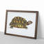 Tortoise by George Shaw - Framed Print-55642127-55642129