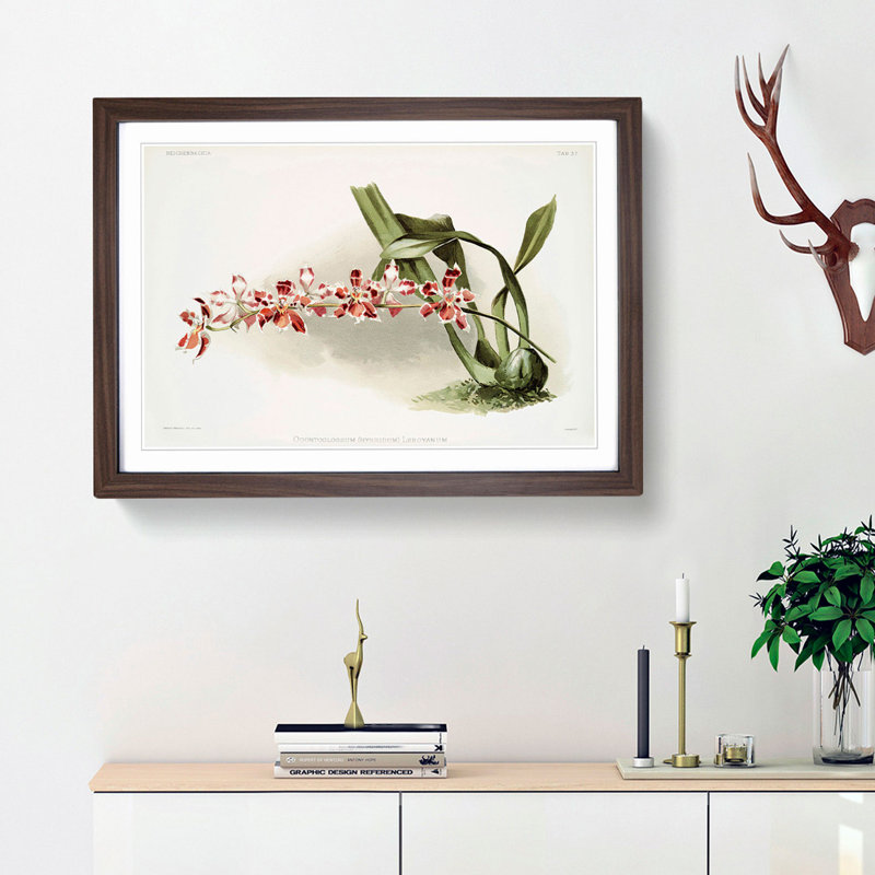 Magnolia Flowers Illustration Tab. 37 by Frederick Sander - Framed Print, 36cm H x 48cm W x 2cm D, Walnut Framed