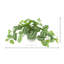 Scindapsus Bush in Ceramic Pot