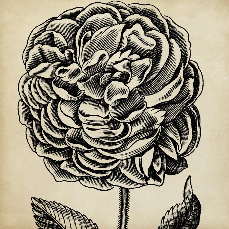 Graphic Floral VII - Wrapped Canvas Print, 122cm H x 122cm W x 3.8cm D