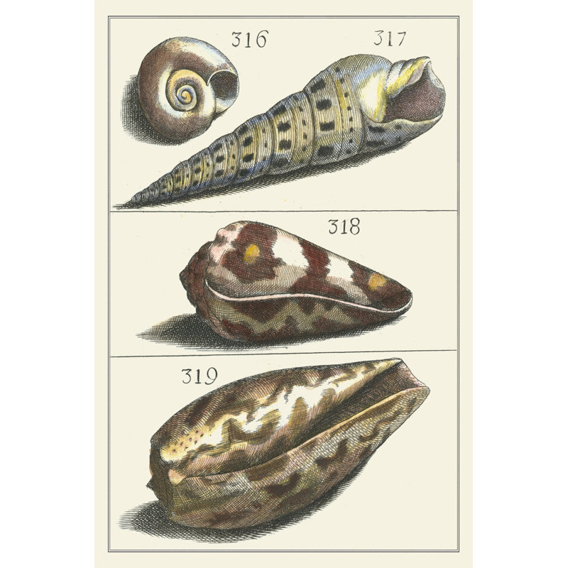 Seashell Menagerie V - Wrapped Canvas Print, 46cm H x 30cm W