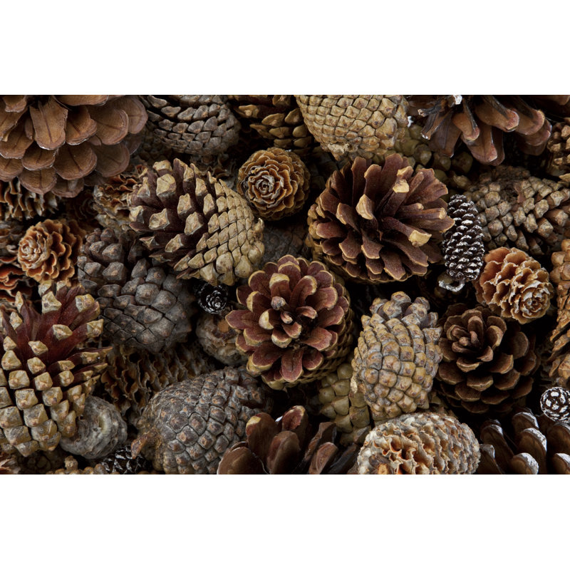 Pine Cones Galore by Magnetcreative - Wrapped Canvas Print, 81cm H x 122cm W