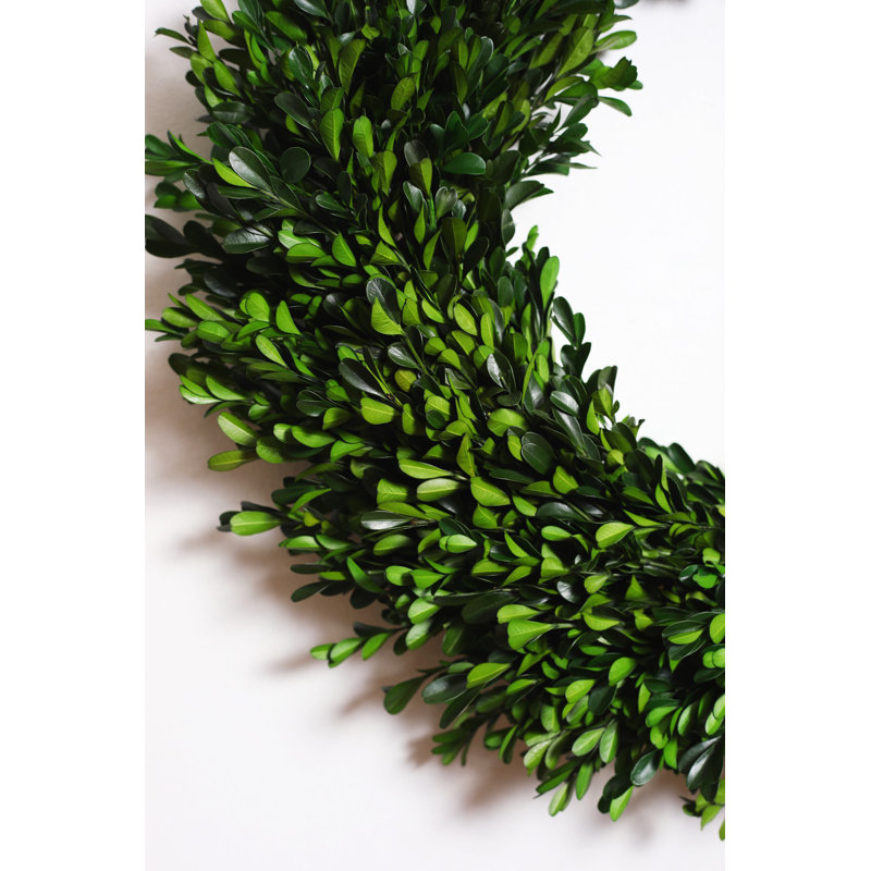 Natural Preserved Green Boxwood Everyday Wreath 22"