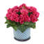 Begonias in Dotted Ceramic Pot-42062680