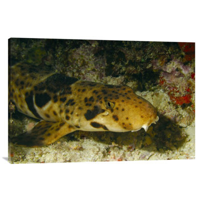 " Epaulette Shark Portrait Underwater "