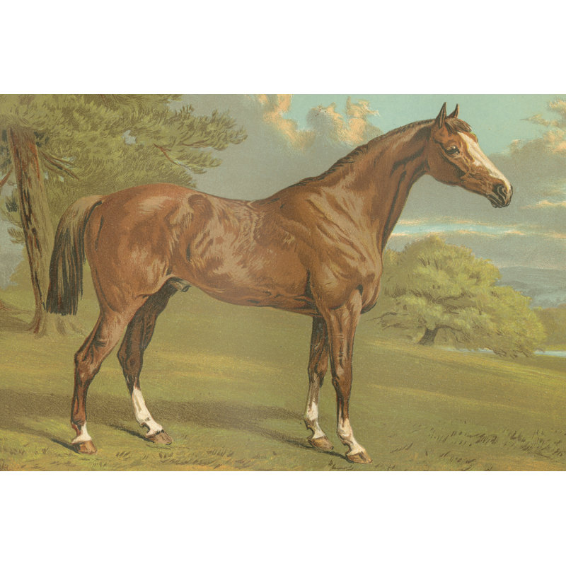 «Cassells Thoroughbred I», peinture sur toile, H 8 po x l 12 po