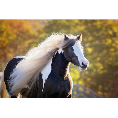 Golden Lit Horse III by P.H. Burchett - Photograph