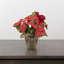 Arrangement floral de Noël 10 po poinsettia